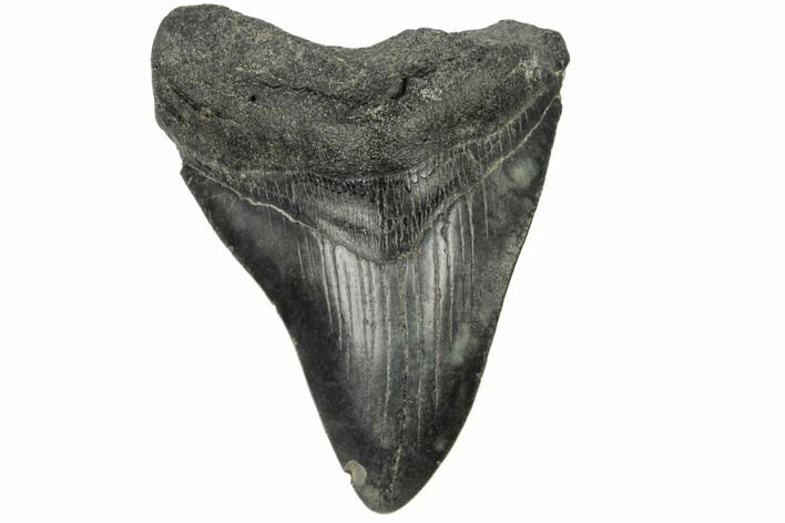 Fossil Megalodon Tooth - South Carolina #187768